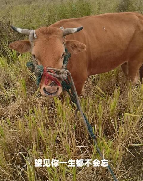 老黄牛精神：勤劳奉献者的象征与内涵