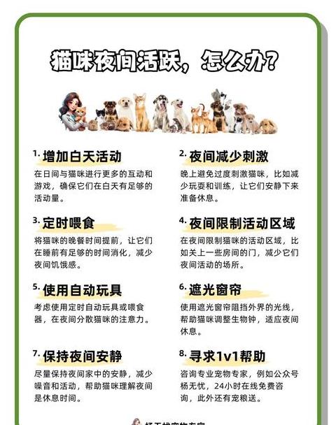 如何让猫咪晚上不再闹腾：实用方法大揭秘